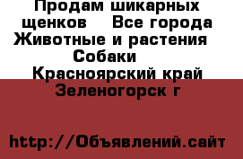 Продам шикарных щенков  - Все города Животные и растения » Собаки   . Красноярский край,Зеленогорск г.